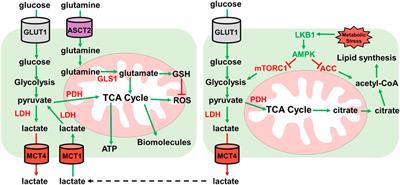 The Tumor Suppressor Kinase LKB1: Metabolic Nexus